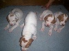  - CHIOTS   les 4 femelles 27 JOURS