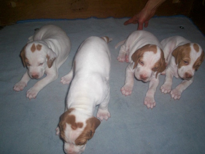 de Rosa Bonheur - CHIOTS   les 4 femelles 27 JOURS