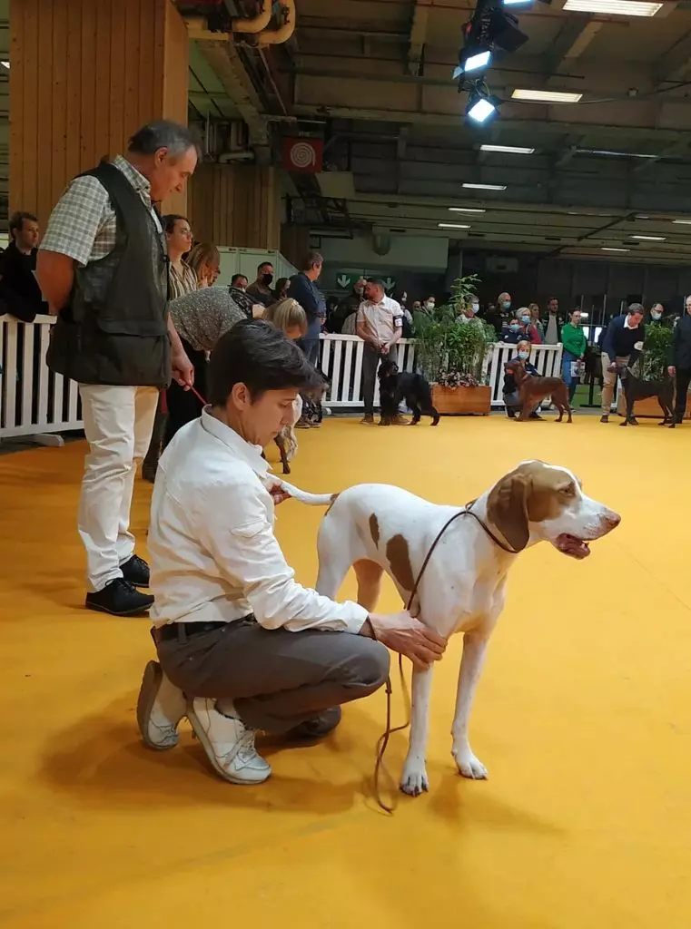 de Rosa Bonheur - Concour s général  du salon international Agricole