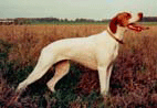 TR. CH. Tessie de Rosa Bonheur