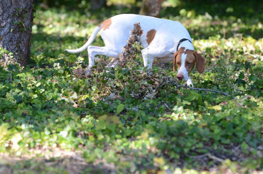 CH. Orka de Rosa Bonheur