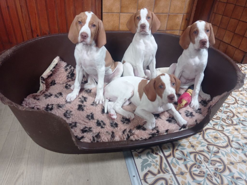 photos pepsy et chiots naissance 28 mars 2024