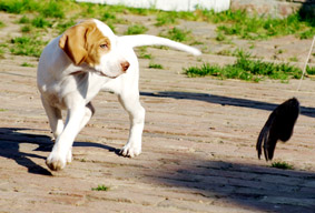 Portée Tessie x Athos - 30 juillet 2008