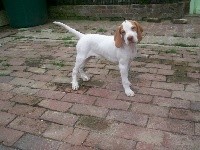 CHIOT