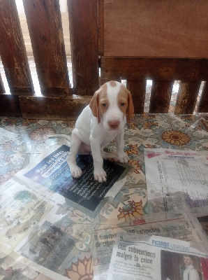 CHIOT 9