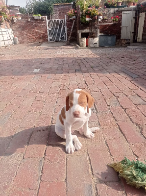 CHIOT 6