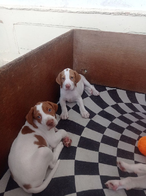 CHIOT 4